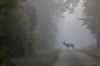 Cerf dans la brume (photo de Philippe Morant)