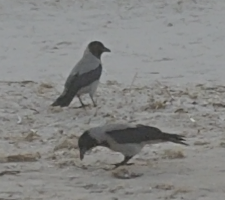 Corbeaux sur la plage