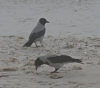 Corbeaux sur la plage